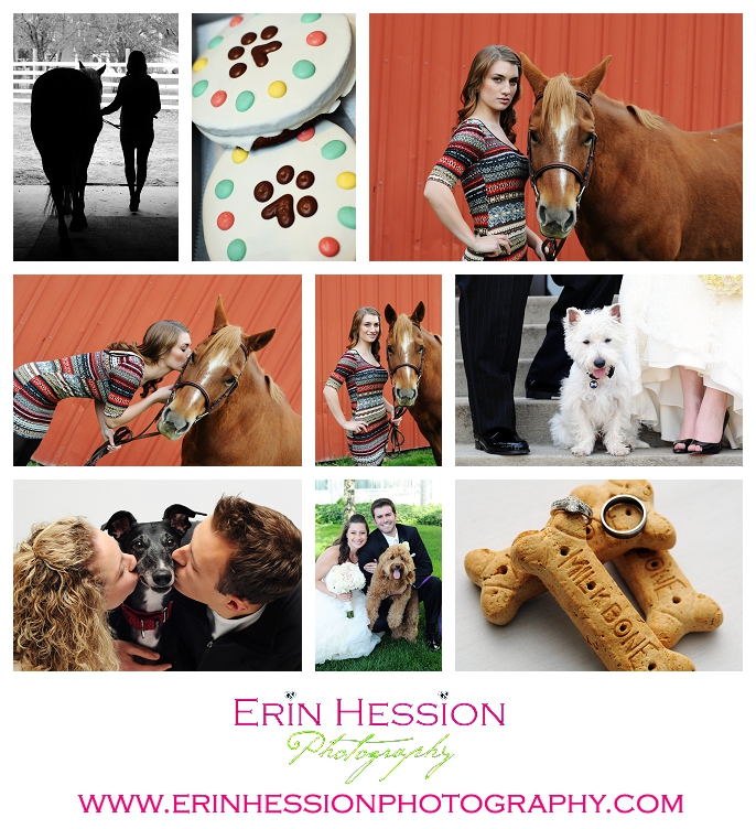 Pet Photography by Erin Hession