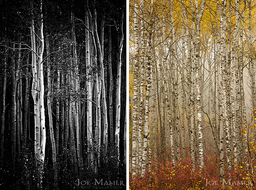 Aspen grove in the Maroon Bells Scenic Area near Aspen, Colorado.