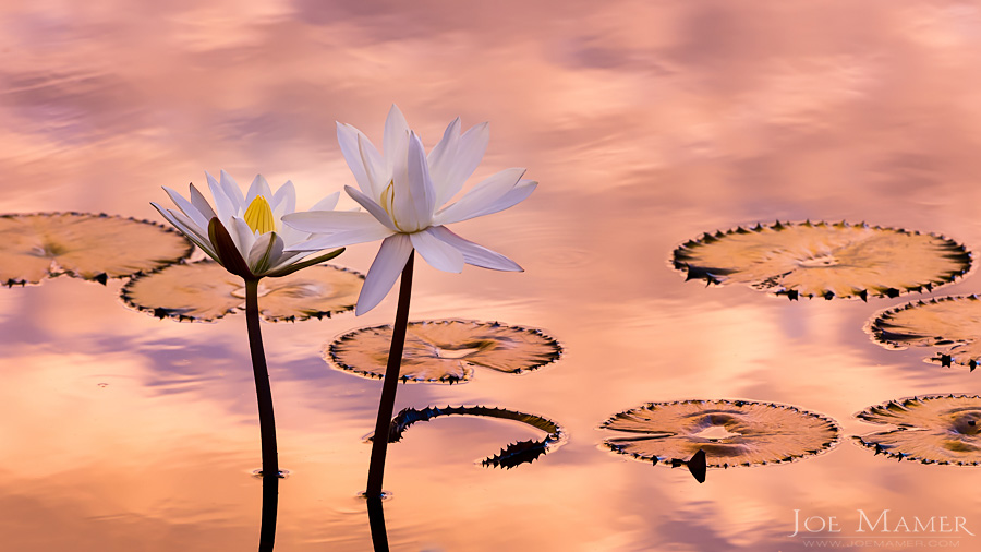 Tropical water lily flowers and pads with colorful sunrise reflected in water.