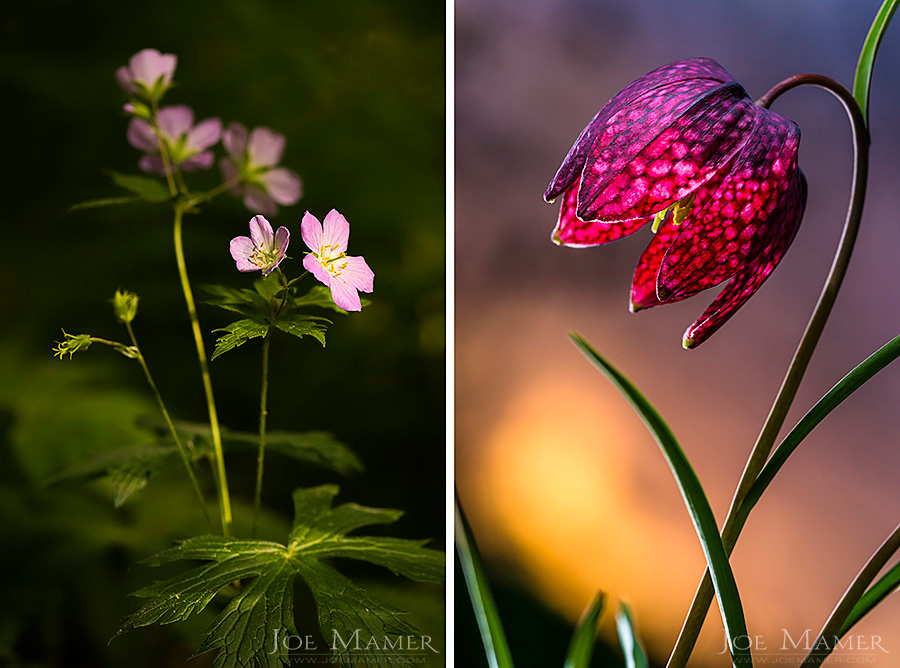 Wild geranium, Geranium maculatum