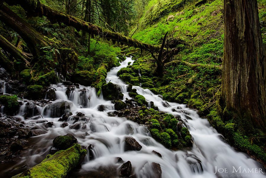 Wahkeena Creek flows through lush green forests in the Columbia River Gorge.
