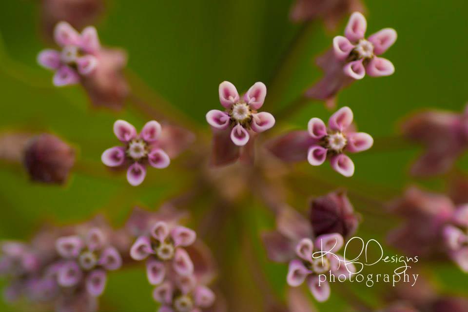 milkweed